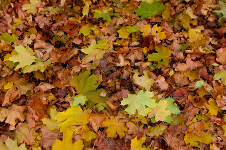 yellow leaves against the blue skyの写真素材