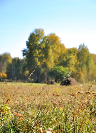 Landscape early autumn. Field with haystacks on a background of golden autumn forest and blue sky. Ahead of dried flowers and herbs. West Siberiaの写真素材