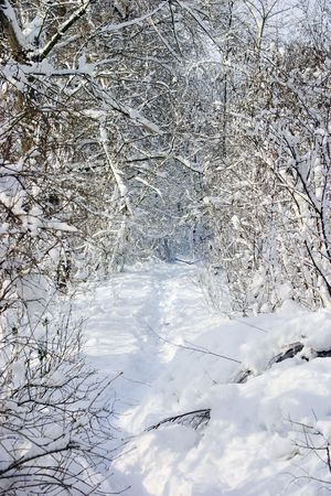 Trees in snowy garden