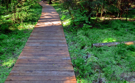 Ecology wood road in a forestの写真素材