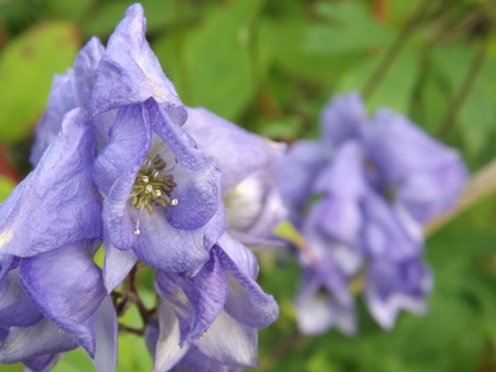 aconitumの写真素材