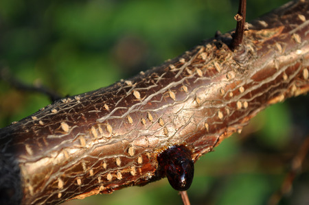 apricot branch. Macroの写真素材