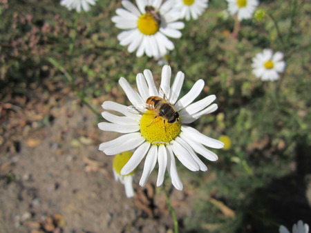 bee collecting nectar from the flower of chamomileの写真素材