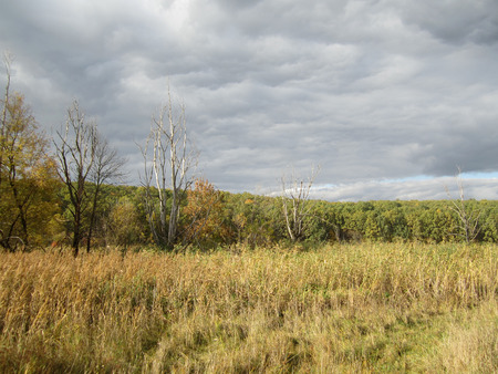 forest lake overgrown with reeds before the rainの写真素材