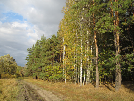 dirty forest road with birch's and pinesの写真素材
