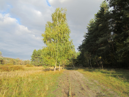 landscape with forest road and birch standing aloneの写真素材