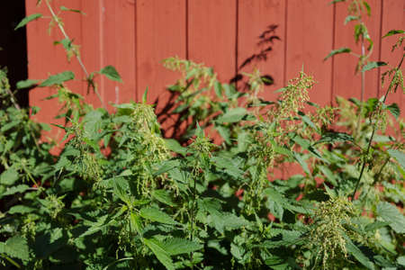 Nettle by a painted wooden wall in brick color,. High quality photo