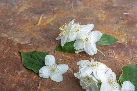 Close-up of jasmine flowers on table, brown background. High quality photoの写真素材