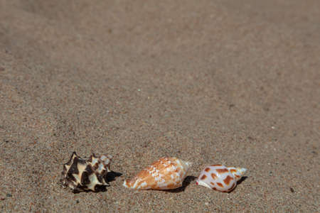 Seashells in the sand, copy space. vacation, rest, relaxation . High quality photoの写真素材