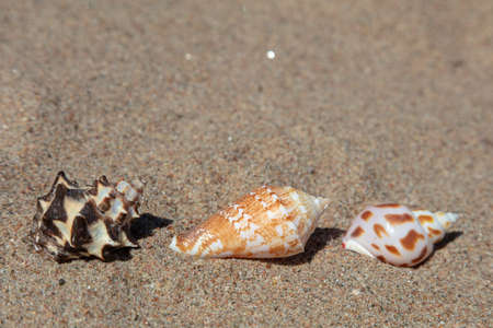Seashells in the sand, copy space. vacation, rest, relaxation . High quality photoの写真素材
