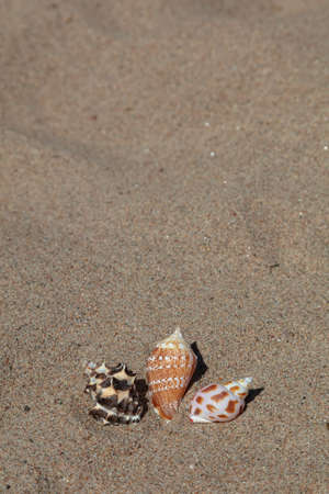 Seashells in the sand, copy space. vacation, rest, relaxation . High quality photoの写真素材