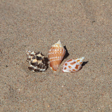 Seashells in the sand, copy space. vacation, rest, relaxation . High quality photoの写真素材