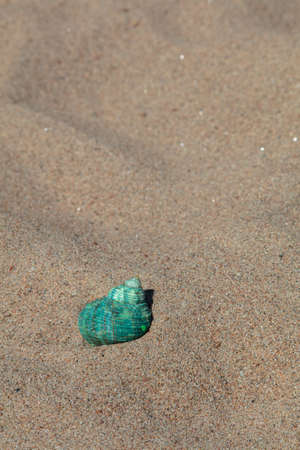 Seashells in the sand, copy space. vacation, rest, relaxation . High quality photoの写真素材