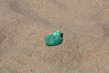 Seashells in the sand, copy space. vacation, rest, relaxation . High quality photoの写真素材