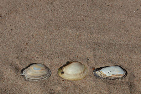 Seashells in the sand, copy space. vacation, rest, relaxation . High quality photoの写真素材