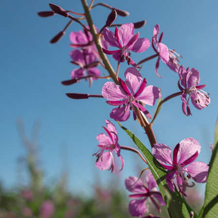 Fireweed, Ivan-tea in the field against the background of the forest. Purple flowers. Sunny summer day. . High quality photoの写真素材