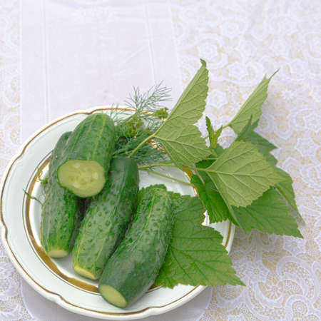 Freshly pickled cucumbers on a plate and currant leaves on a light background. High quality photoの写真素材