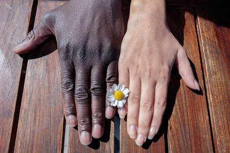 Close-up, Hands of a white woman and a black man with chamomile. Friendship, equality, connection concept. High quality photoの写真素材
