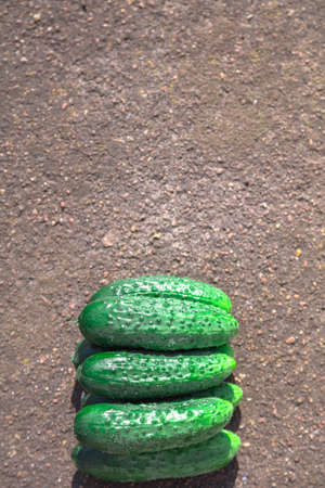 Fresh, green, pimply, small cucumbers on the gray concrete floor. High quality photoの写真素材