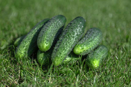 Fresh, green, pimply, small cucumbers on the grass. High quality photoの写真素材
