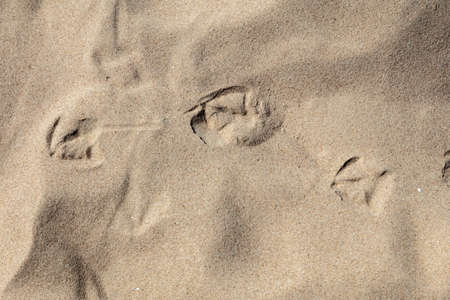 Natural background, Texture bird footprints in the sand. High quality photo