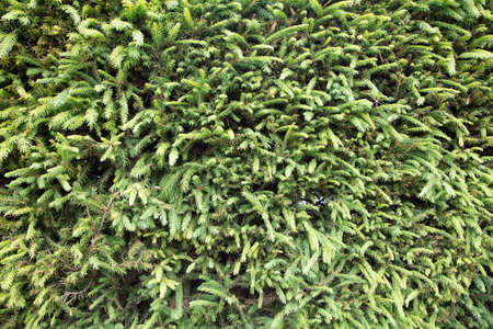 Green sprigs of spruce. Natural background, texture. High quality photoの写真素材
