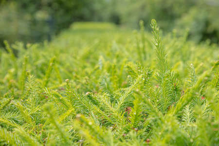 Green sprigs of spruce. Natural background, texture. High quality photoの写真素材