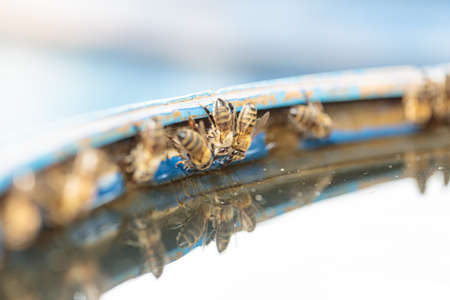 Bees on a barrel of water, drinking water. Selective autofocus. High quality photoの写真素材