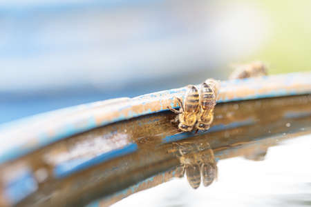 Bees on a barrel of water, drinking water. Selective autofocus. High quality photoの写真素材
