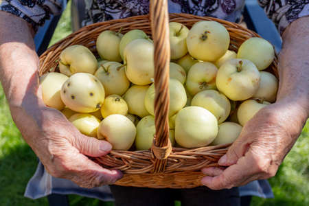 Cropped photo of old womans hand with basket of apples, open air. Harvesting concept, natural product without pesticides. High quality photoの写真素材