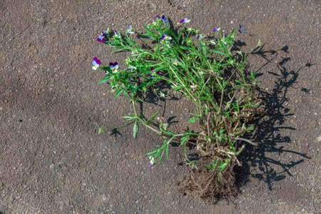 A flower uprooted from the ground lies on the asphalt, pansies. High quality photo