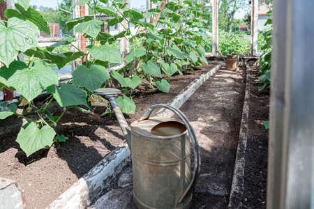 Watering can prepared for watering cucumbers in a greenhouse. High quality photoの写真素材