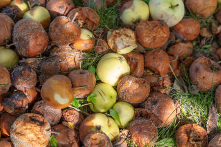 Rotten apples on the ground, Close-up. Harvesting concept, autumn. High quality photo