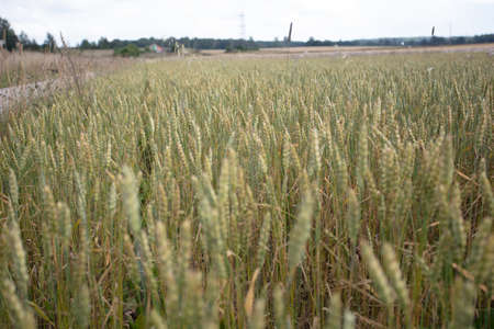 Close-up, ears of ripe cereals, rye concept summer background, august, harvest. High quality photoの写真素材
