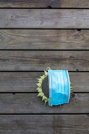 On a wooden background Sunflower with a medical mask and a branch of red rowan, yellow sunflower and...