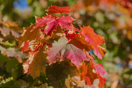 autumn background, red maple leaves, close-up. High quality photo