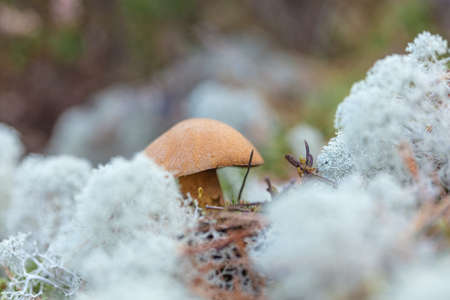 small mushrooms, edible brown mushrooms in lichen, deer moss. High quality photoの写真素材