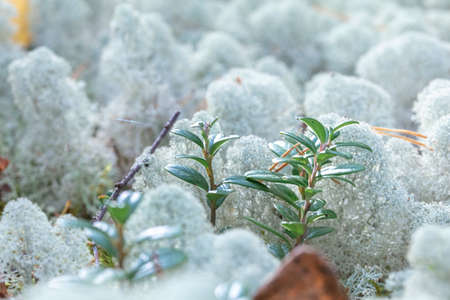 Yagel, a beautiful deer moss, grows in the forest, scandinavian nature. Forest background. High quality photoの写真素材