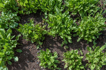 green sorrel in the garden, view from the top. High quality photo