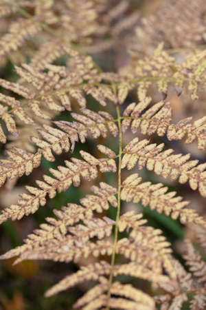 Green fern leaf, close-up, top view. Forest background. High quality photoの写真素材