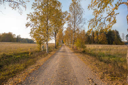 Gravel road with birches. Converging lines in the horizon. Autumn landscape. High quality photo