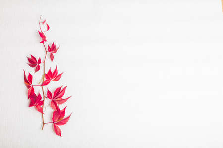 A sprig of red leaves, grapes. There is a place for text On a white background. View from above ....