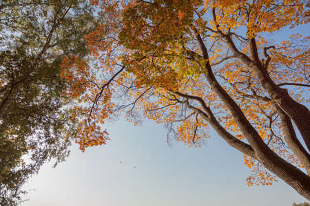 Yellow maple trees against the sky on a sunny day. High quality photo