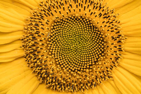 yellow flower, Natural sunflower background. Bloom. Close-up. High quality photoの写真素材