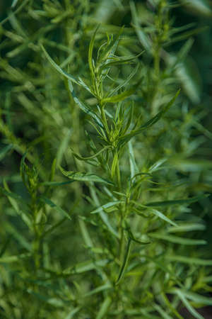 Tarragon in the garden Close-up concept of gardening, natur product without pesticides. High quality photoの写真素材