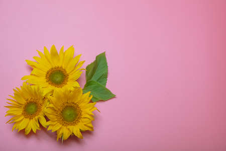 On a pink background, yellow sunflower flowers, there is a place for text. High quality photoの写真素材