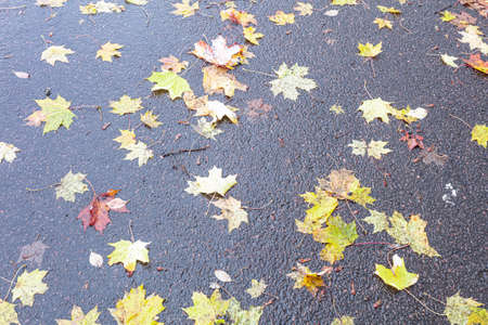 Fallen autumn leaves on the ground under the snow, Close-up. Winter is coming concept. Natural...