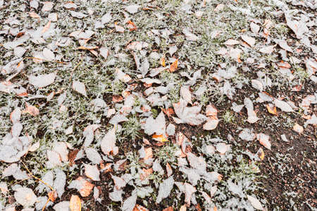 Fallen autumn leaves on the ground under the snow, Close-up. Winter is coming concept. Natural background. High quality photoの写真素材