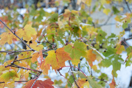 Autumn leaves under snow on trees, close-up, natural background. High quality photo