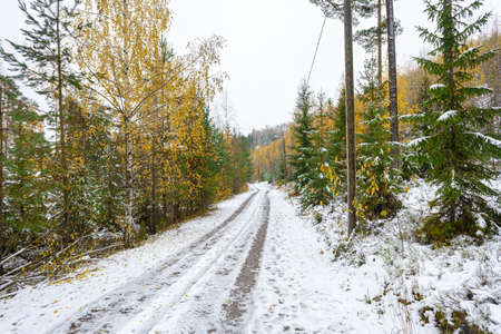 Autumn forest with yellow leaves in the snow trees and road concept, forgiving autumn, hello winter,...